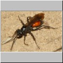 Priocnemis perturbator - Wegwespe w001g 11mm - Sandgrube Niedringhaussee-det.jpg